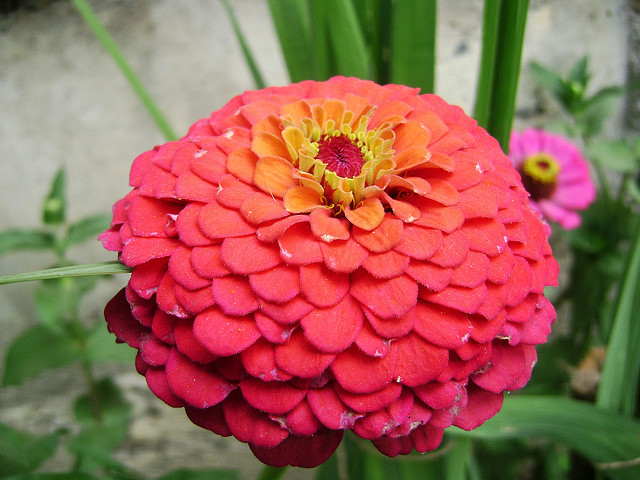 Zinnia Elegans